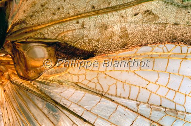 aile eumegalodon.JPG - Gros plan, aile d'Eumegalodon sp.Sauterelle CopiphorineConehead katydid wingOrthoptera, TettigoniidaeMalaisie